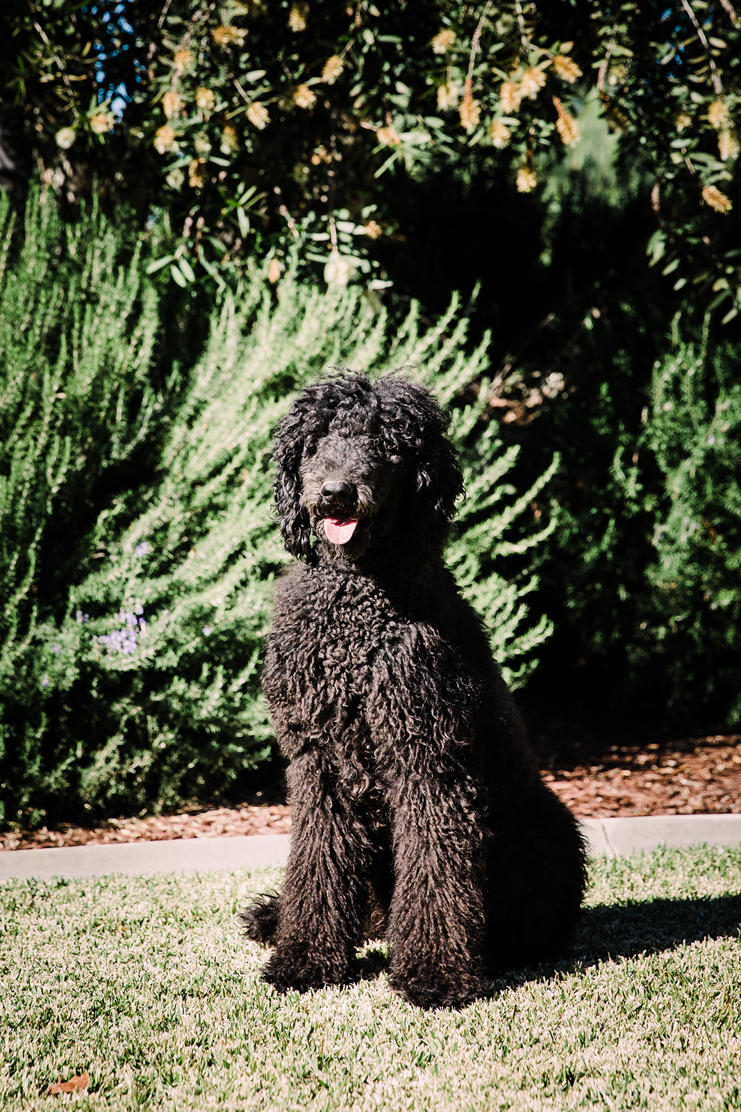 Hypo-Allergenic Poodle Personal 