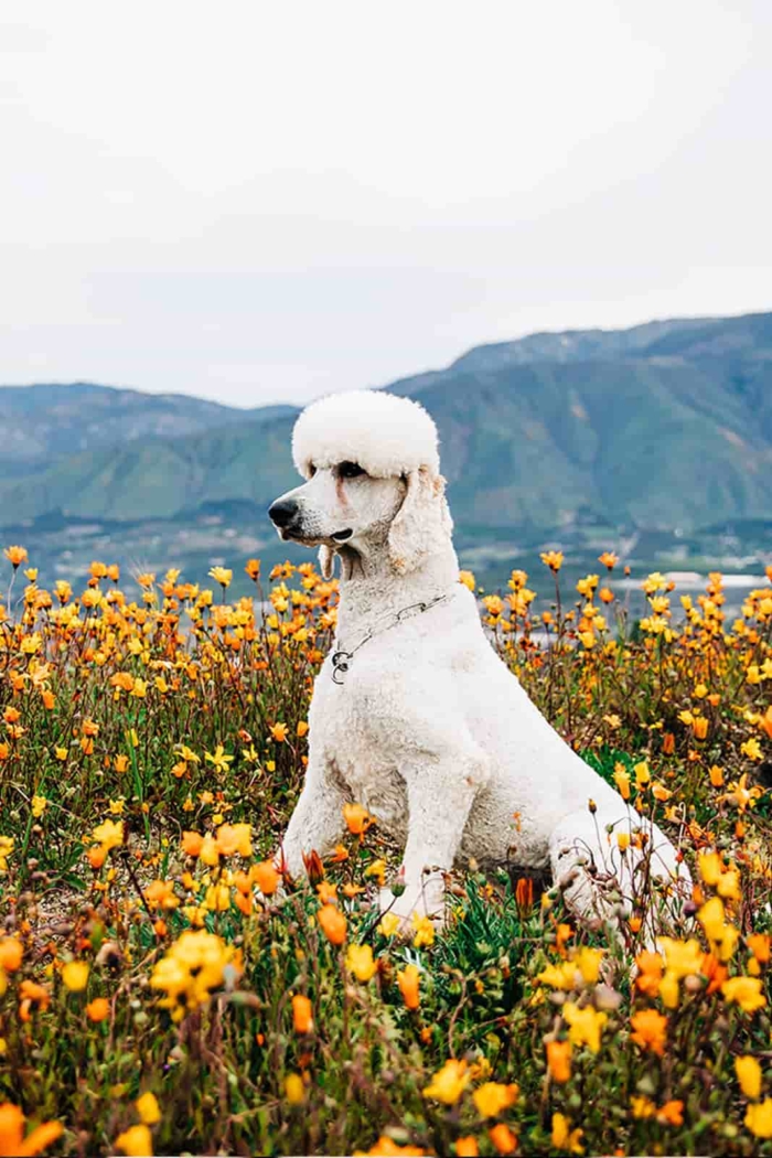 Protection Poodle posing in field of flowers