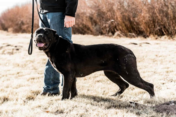 Protection Cane Corso with handler