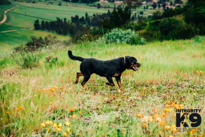 Protection Rottweiler running through field