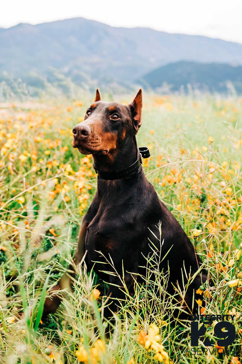 Personal Protection Doberman For Sale 