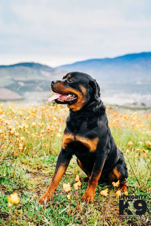 Protection Male Rottweiler posing in field of flowers