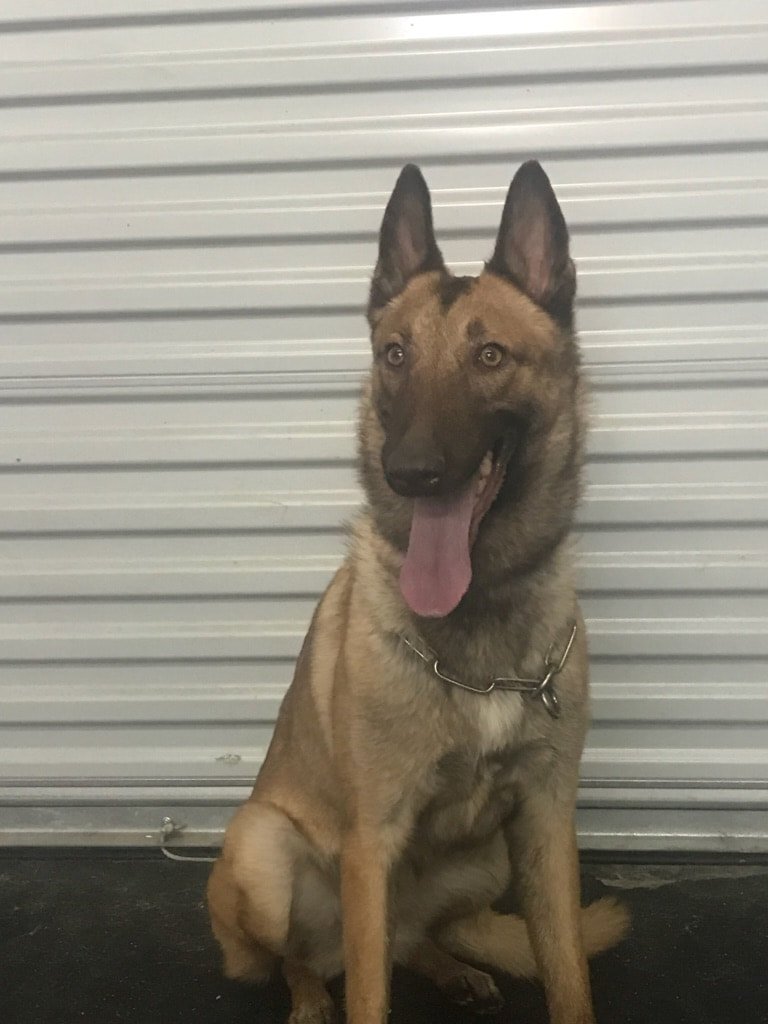 Best Belgian Malinois Protection Dogs Integrity K9 Services