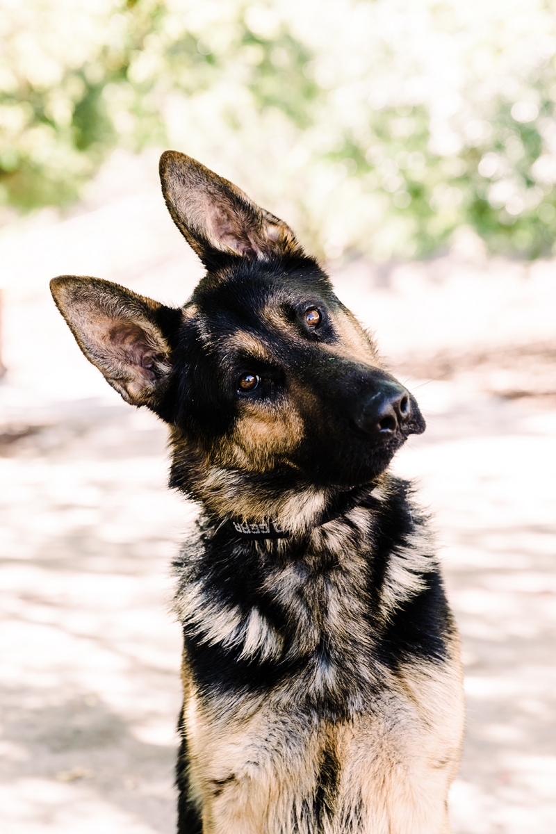 Black and Tan German Shepherd For Sale | Integrity K9 Services
