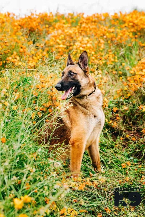 Protection Belgian Malinois posing in field