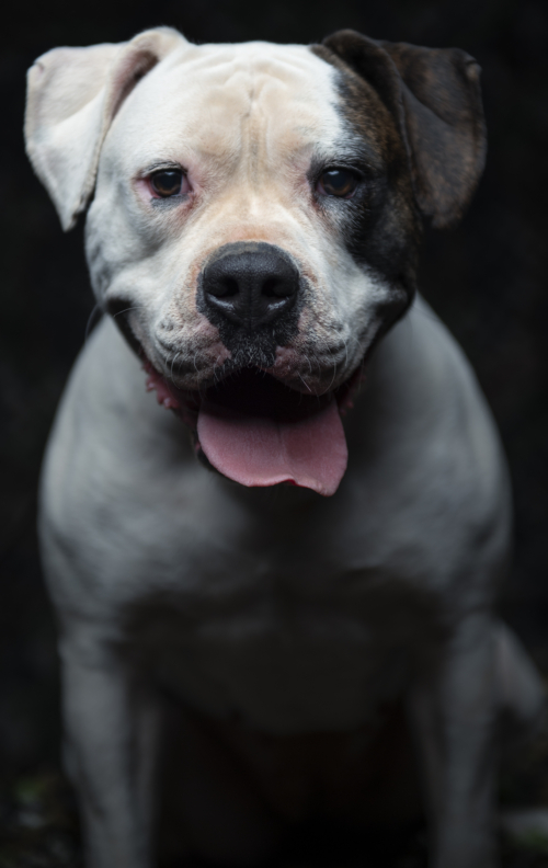 Portrait of White Female American Bulldog