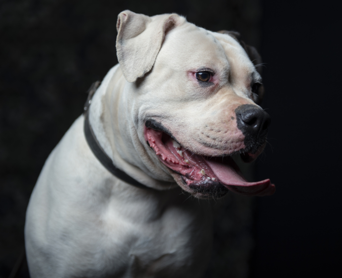 Portrait of an American Bulldog