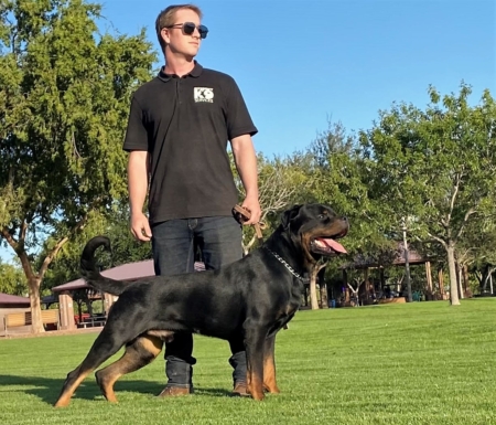 Protection Rottweiler with handler and trainer