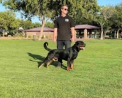 Rottweiler posing with trainer