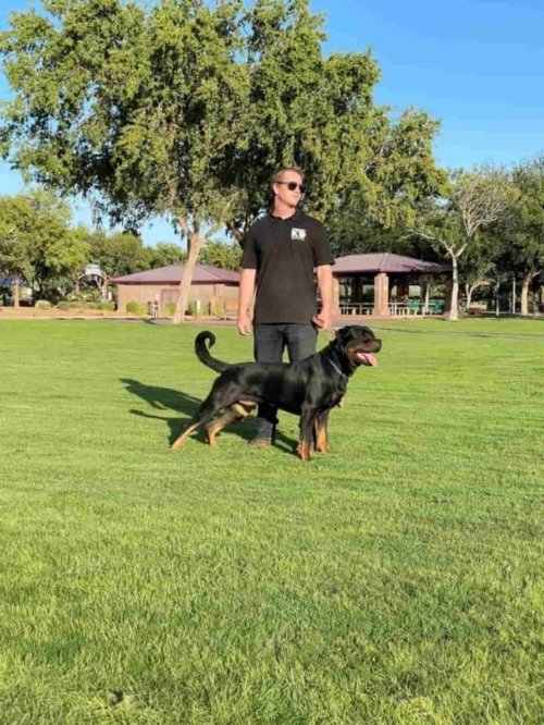 Protection Rottweiler posing with trainer