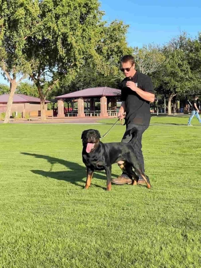 Male protection Rottweiler with handler