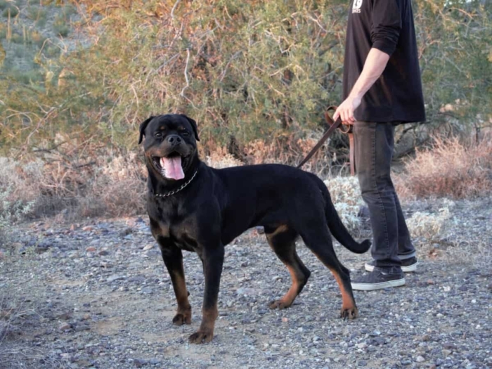 Protection Male Rottweiler with Handler