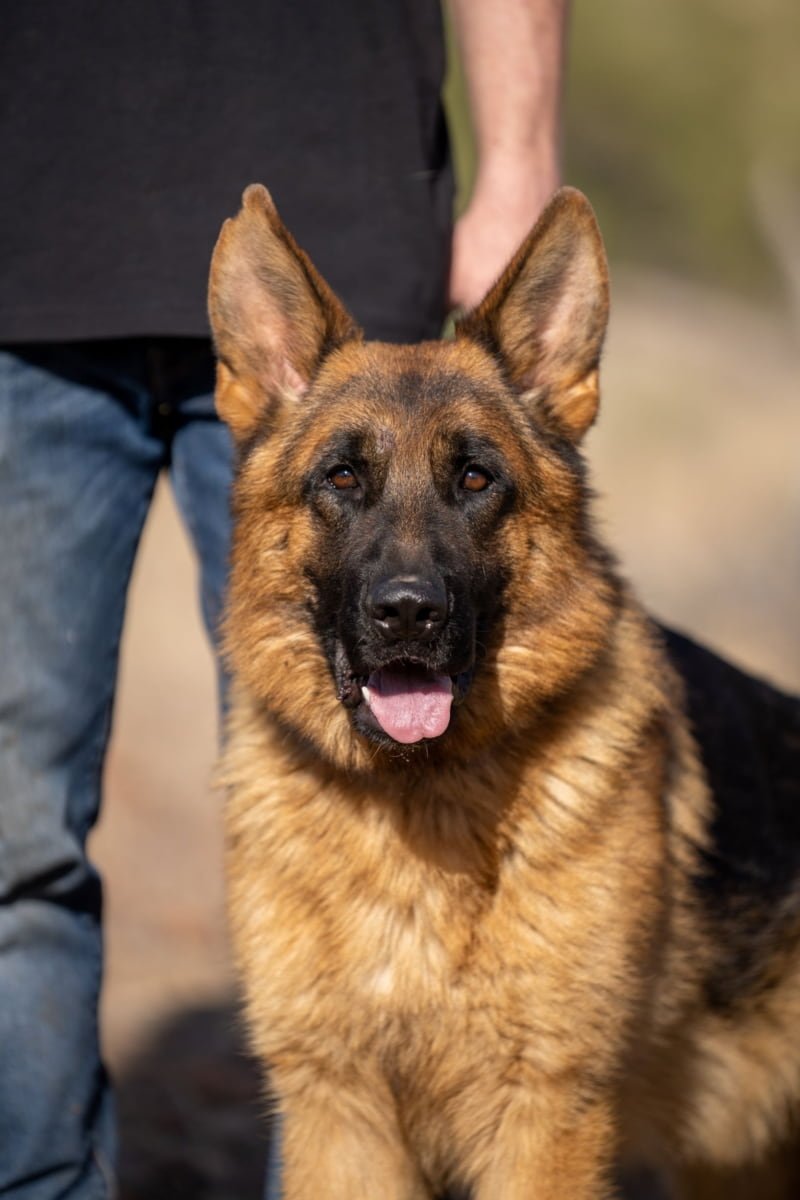 Protection German Shepherd posing