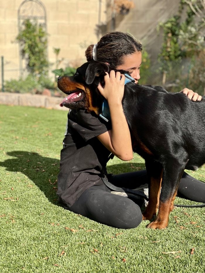 Female Rottweiler with Owner