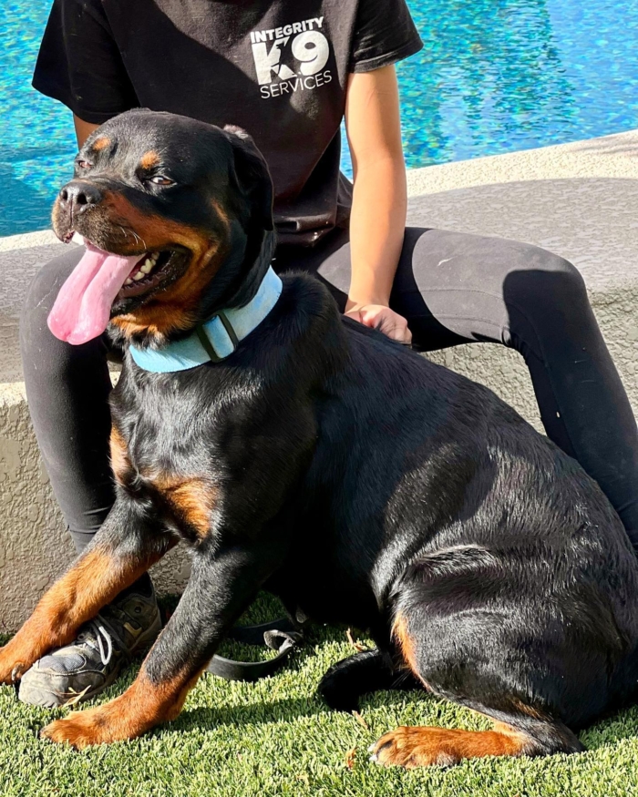 Female protection Rottweiler