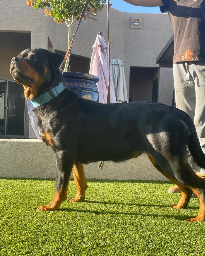 Trained Rottweiler