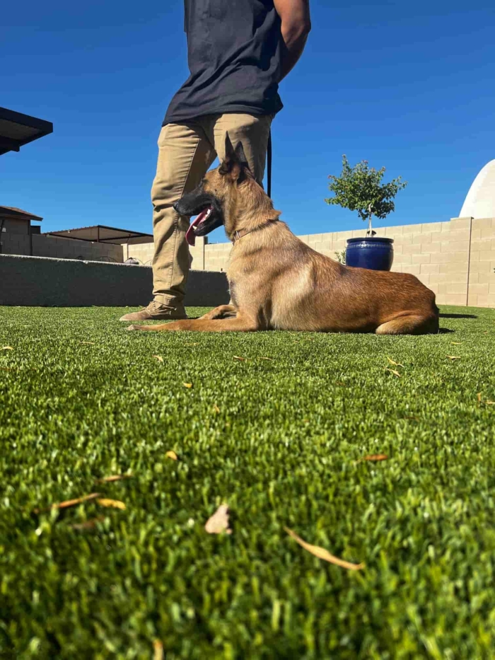 Malinois sitting in the grass with trainer