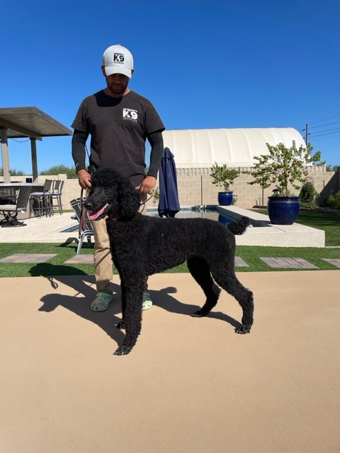 Protection Poodle with trainer