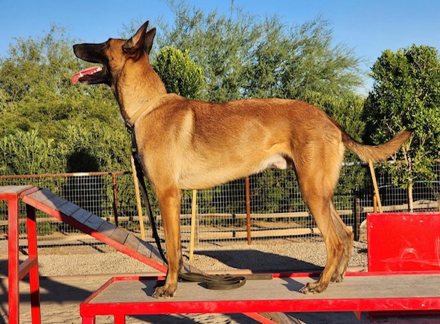 Belgian Malinois protection dog