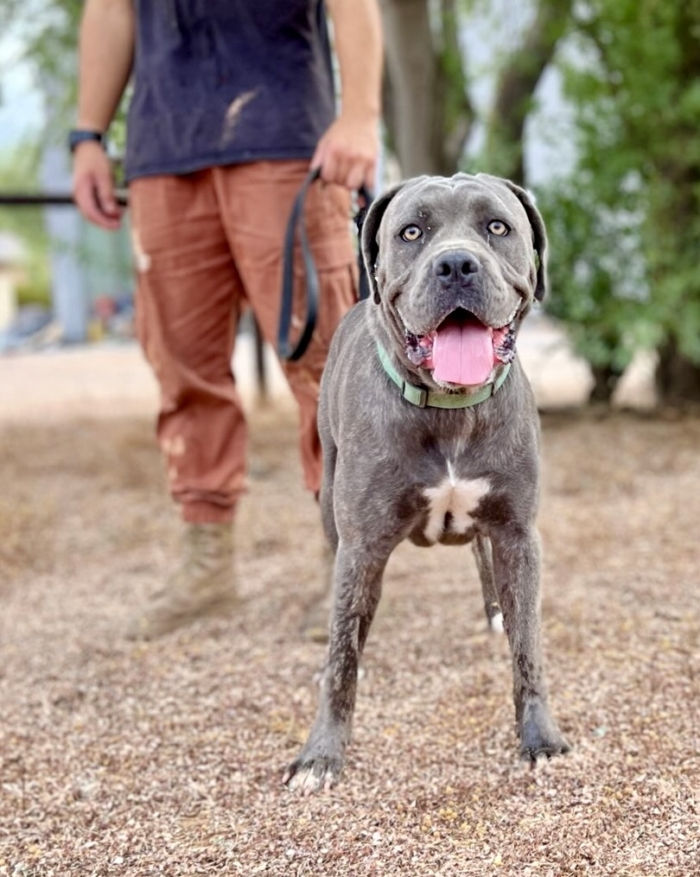 Female Cane Corso with trainer