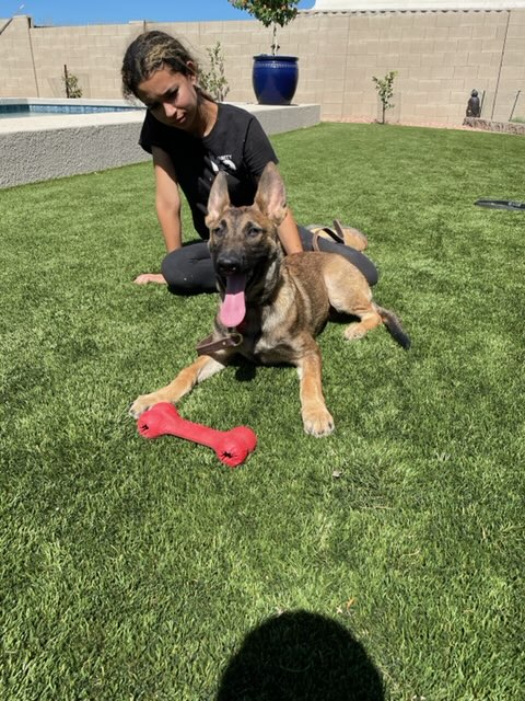 Young Belgian Malinois with trainer