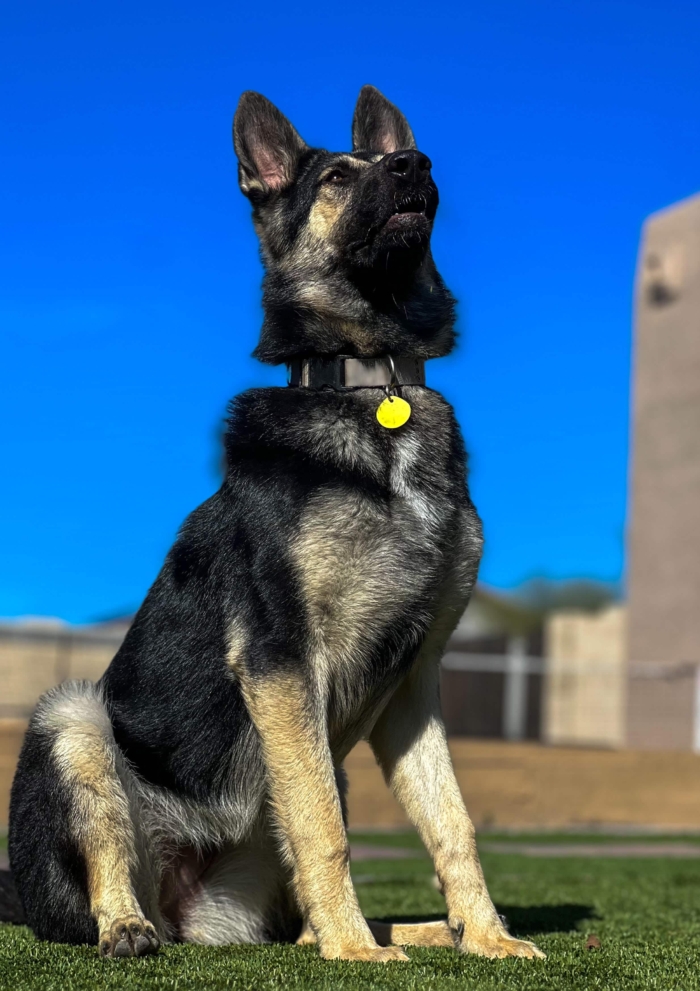 Female German Shepherd Protection Dog
