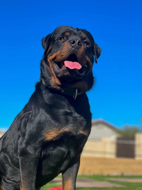 Male Rottweiler Protection Dog