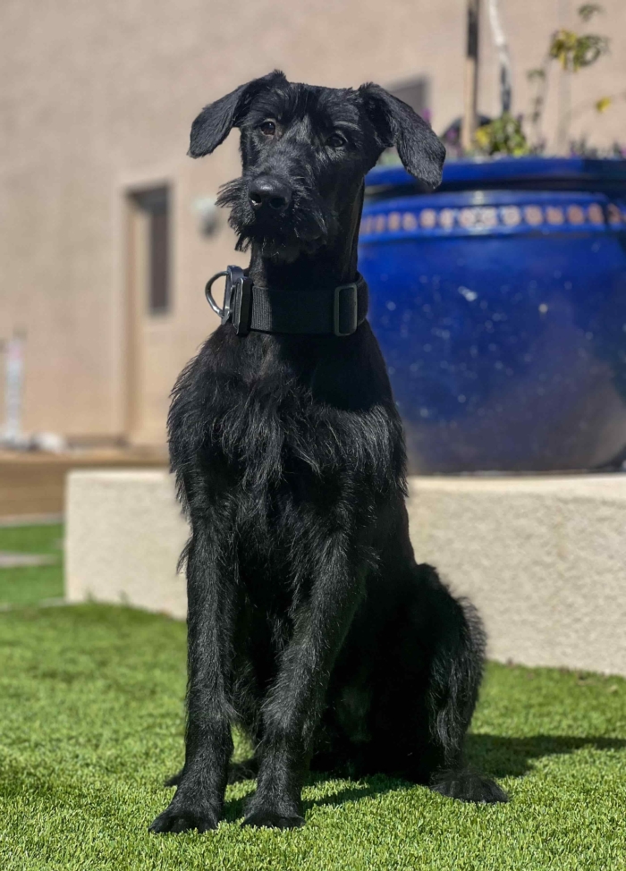 Giant Schnauzer Protection Dog in Training